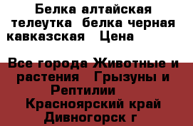 Белка алтайская телеутка, белка черная кавказская › Цена ­ 5 000 - Все города Животные и растения » Грызуны и Рептилии   . Красноярский край,Дивногорск г.